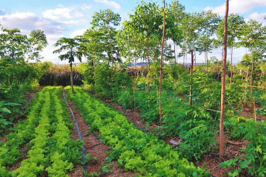 , Climate-Smart Agroforestry: Innovative Practices for a Changing Environment, Kilimo Nexus