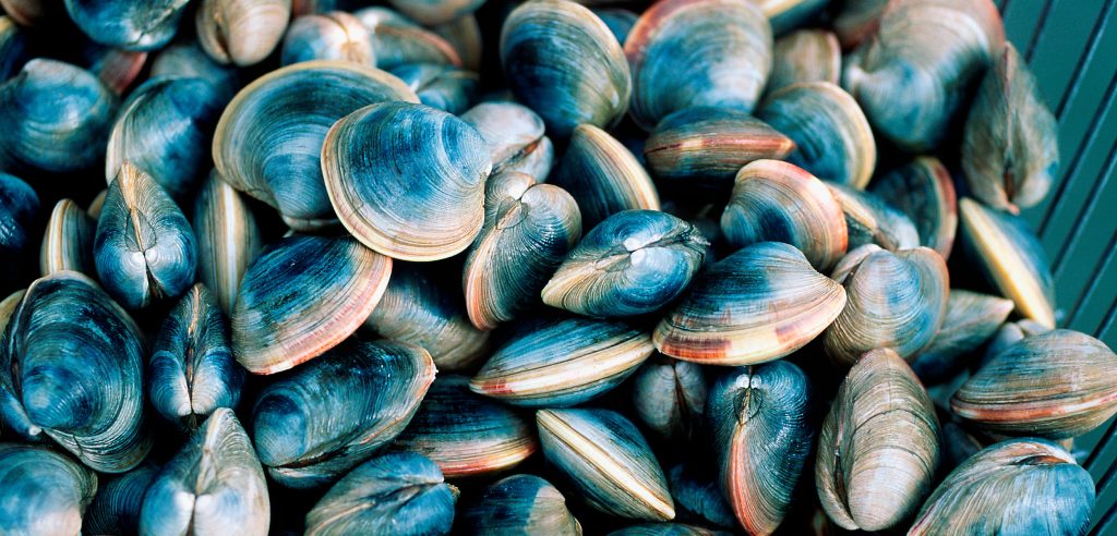 Sustainable Shellfish: Innovations in Environmentally-Friendly Aquaculture