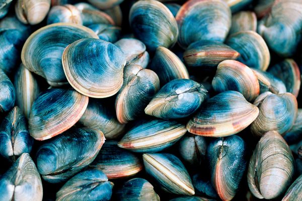 Sustainable Shellfish: Innovations in Environmentally-Friendly Aquaculture