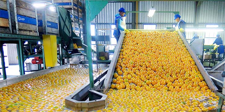 Value-Added Processing, How Value-Added Processing Is Transforming Agriculture, Kilimo Nexus