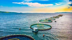 The Promising Aquaculture Industry in Kenya