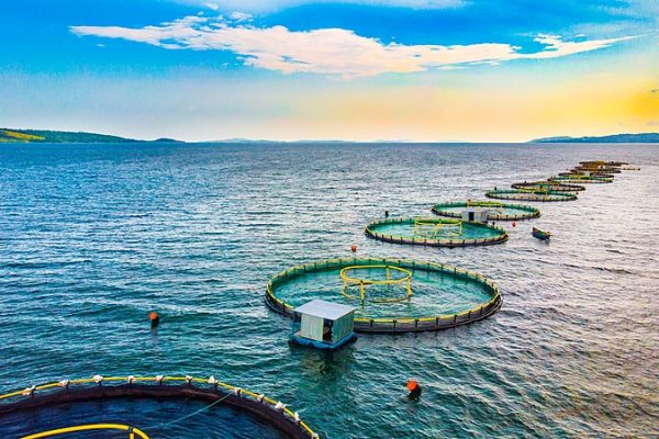 The Promising Aquaculture Industry in Kenya