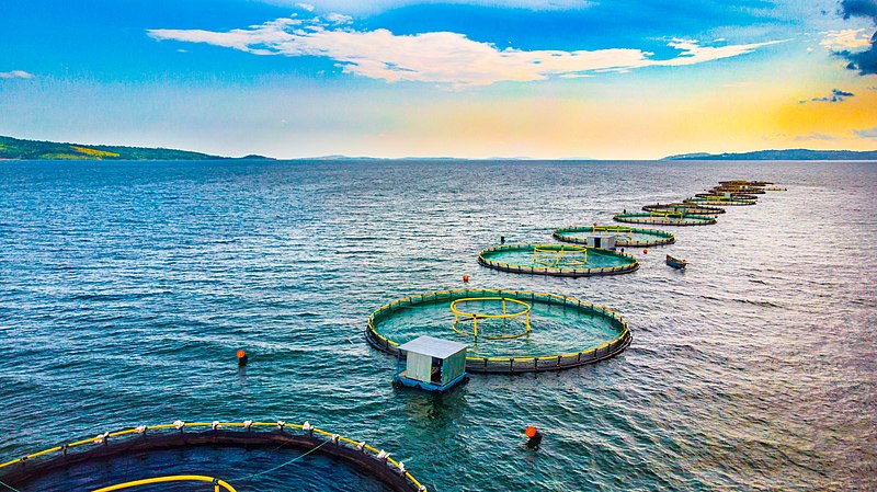 aquaculture, The Promising Aquaculture Industry in Kenya, Kilimo Nexus