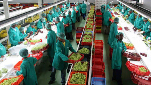 Agroprocessing Revolution in Kenya's Agricultural Landscape