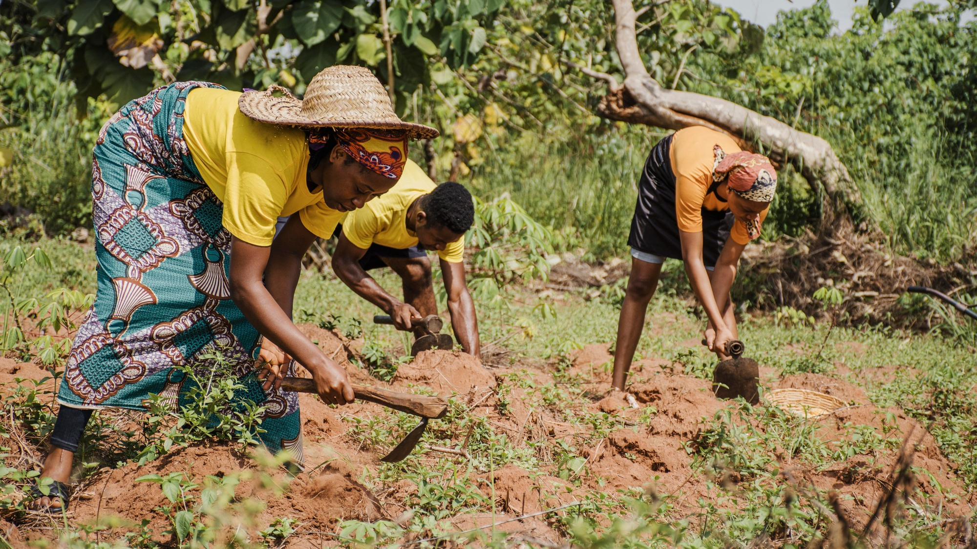 , Top 10 Tips for Smallholder Farmers to Thrive, Kilimo Nexus
