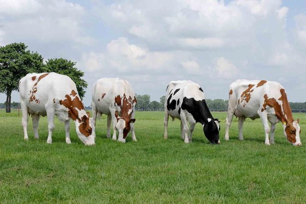Milk from Grass: Enhancing dairy farming techniques in Kenya