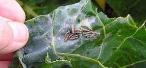 Managing Pests...Naturally: Biological Solutions for Common Crop Problems