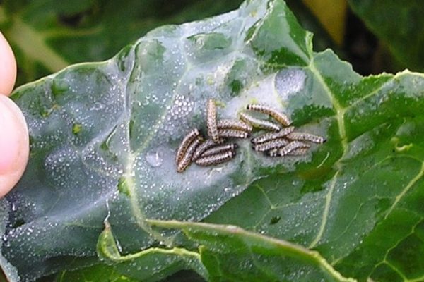 Managing Pests...Naturally: Biological Solutions for Common Crop Problems