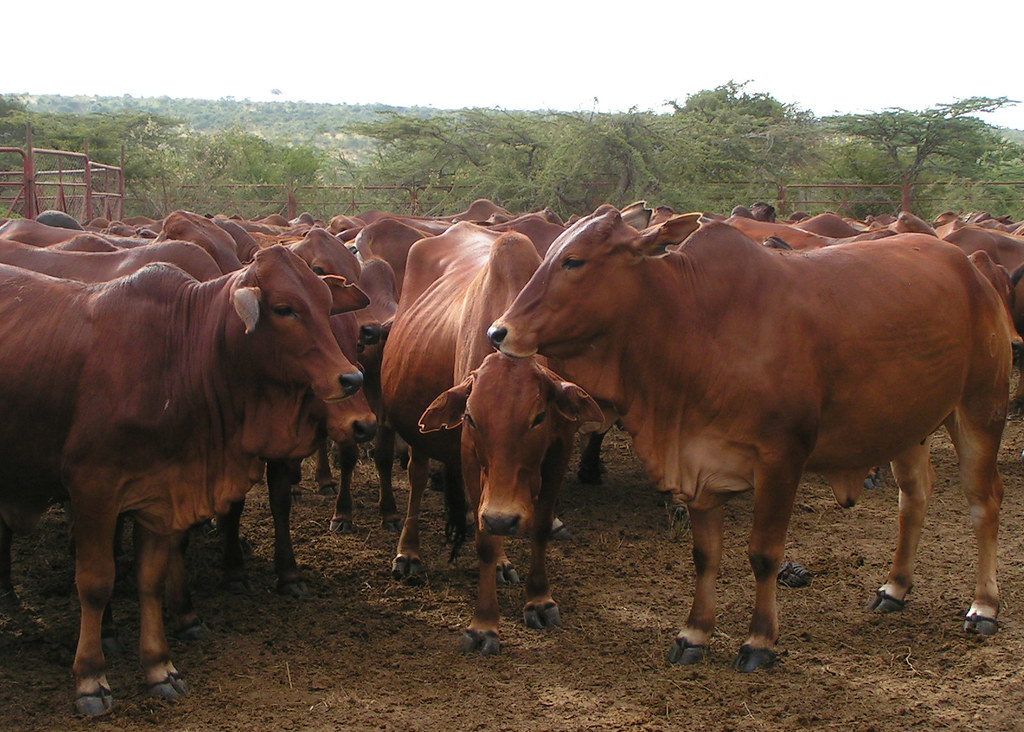 cattle breed, Government&#8217;s Efforts to Enhance and Replenish Sahiwal Cattle Breed in Progress, Kilimo Nexus