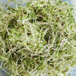 , The Unsung Superfood: Rediscovering the Marvels of Alfalfa Sprouts, Kilimo Nexus