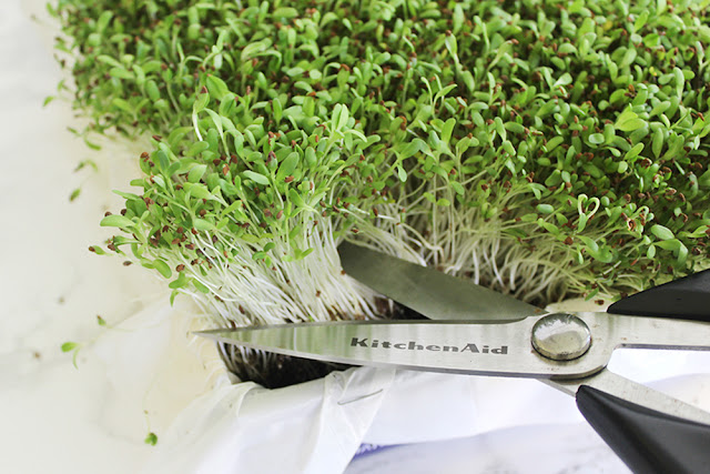 , The Unsung Superfood: Rediscovering the Marvels of Alfalfa Sprouts, Kilimo Nexus